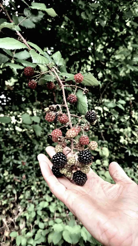 naturopathie (2)